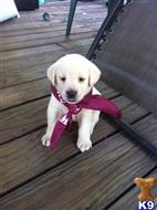 labrador retriever puppy posted by ggrahn