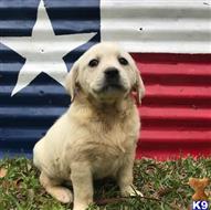 labrador retriever puppy posted by ggrahn