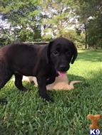 labrador retriever puppy posted by ggrahn
