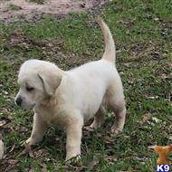 labrador retriever puppy posted by ggrahn