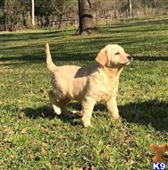 labrador retriever puppy posted by ggrahn