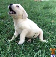 labrador retriever puppy posted by ggrahn