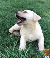 labrador retriever puppy posted by ggrahn