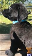 labrador retriever puppy posted by ggrahn