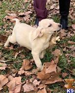 labrador retriever puppy posted by ggrahn