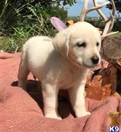 labrador retriever puppy posted by ggrahn