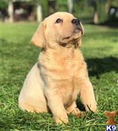 labrador retriever puppy posted by ggrahn