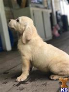 labrador retriever puppy posted by ggrahn
