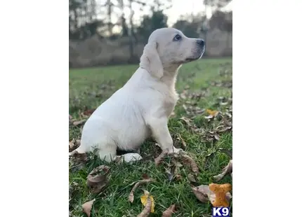 Labrador Retriever