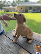 labrador retriever puppy posted by ggrahn