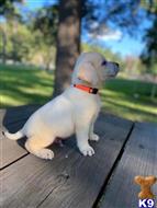 labrador retriever puppy posted by ggrahn