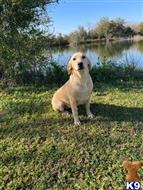 Labrador Retriever