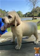 labrador retriever puppy posted by ggrahn