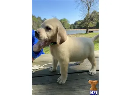 Labrador Retriever