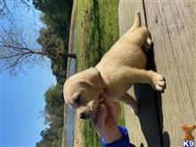 labrador retriever puppy posted by ggrahn