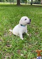 labrador retriever puppy posted by ggrahn