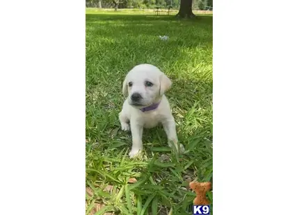 Labrador Retriever