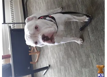 a alapaha blue blood bulldogs dog lying on the floor