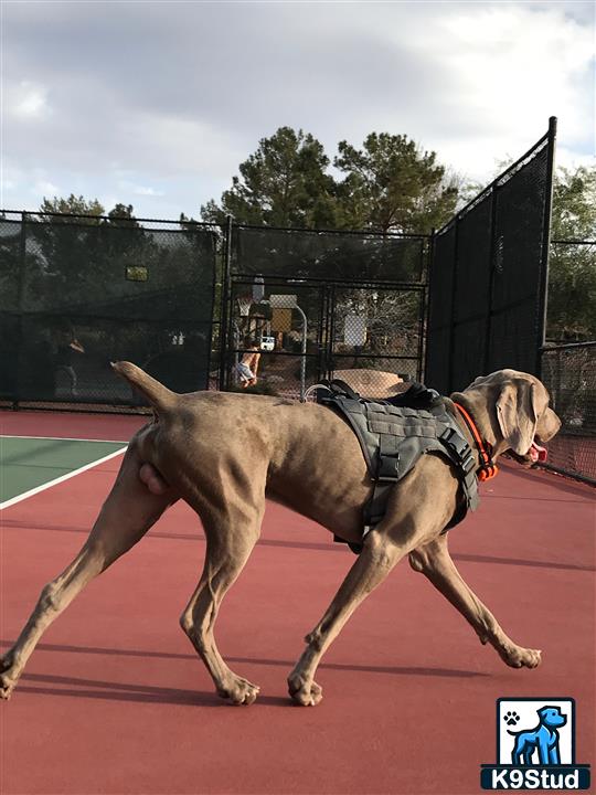 a weimaraner dog wearing a harness