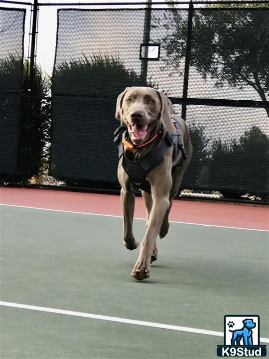 Weimaraner stud dog: a weimaraner dog running on a tennis court