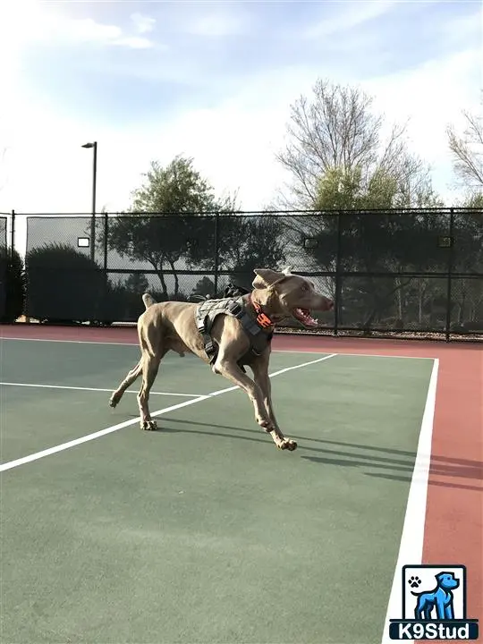 Weimaraner stud dog: a weimaraner dog running on a track