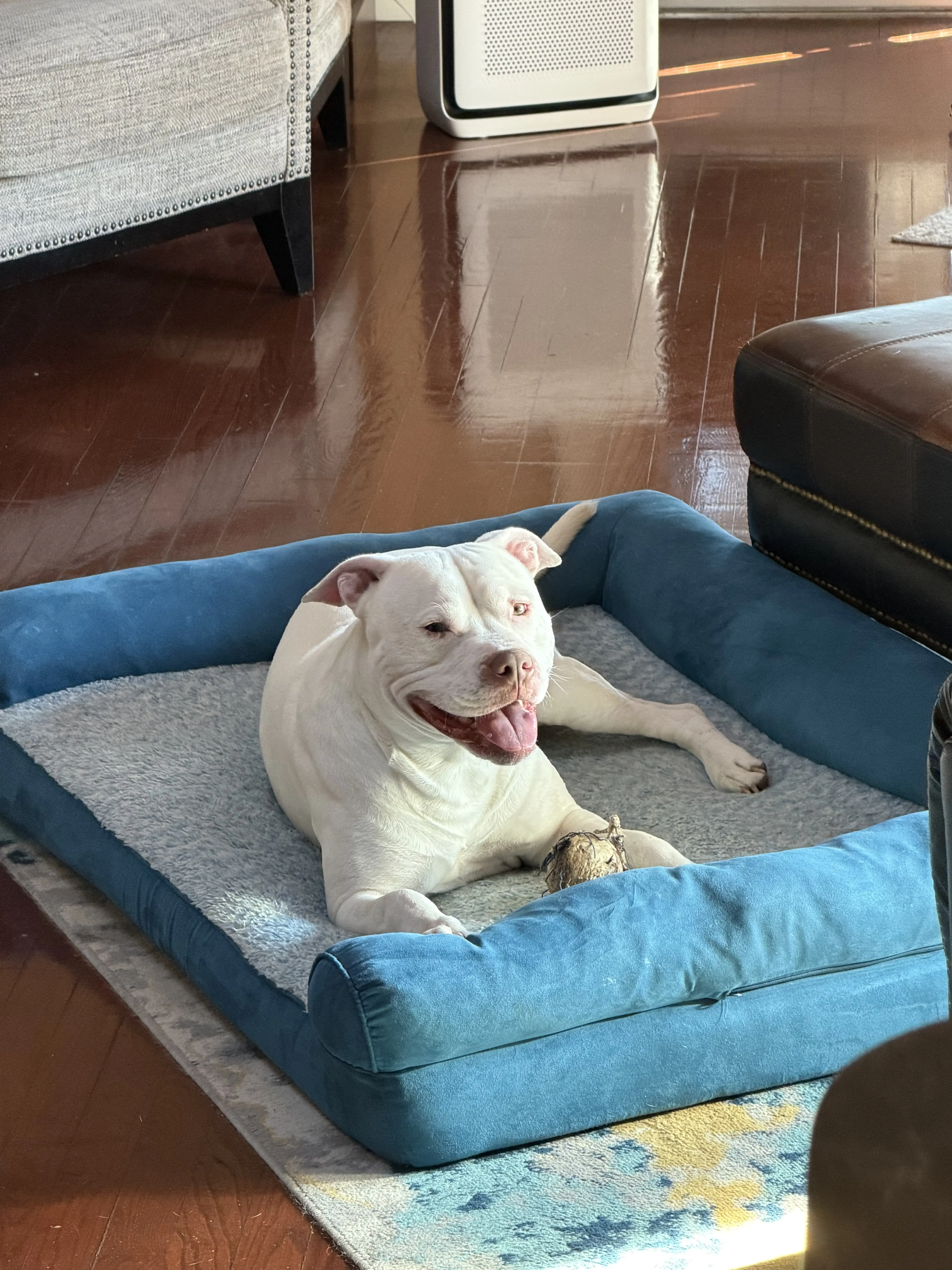 American Staffordshire Terrier stud dog: White American Staffordshire Terrier lounging on a blue dog bed