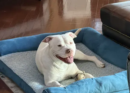 American Staffordshire Terrier stud dog: White American Staffordshire Terrier lounging on a blue dog bed