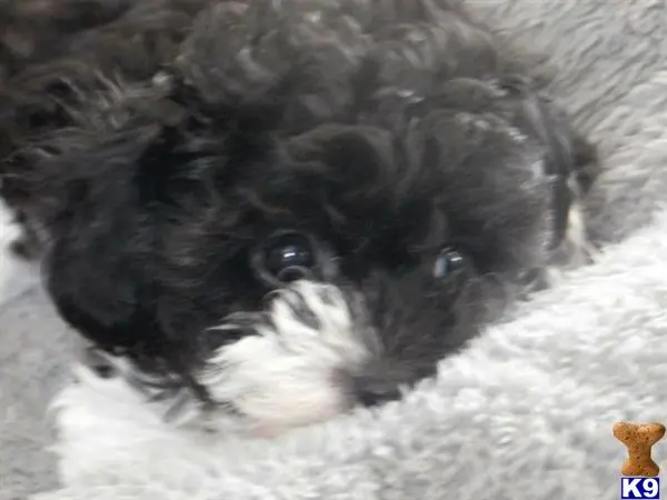 Poodle puppy for sale