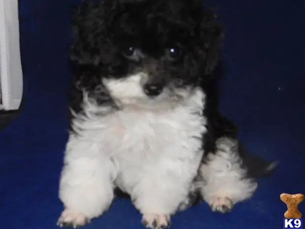 Poodle puppy for sale