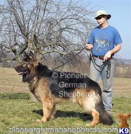 German Shepherd