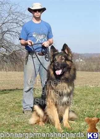 German Shepherd