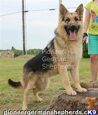 German Shepherd