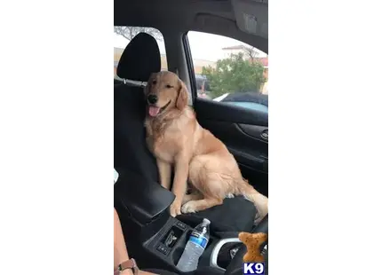a golden retriever dog sitting in a car