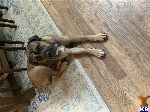 Cane Corso stud dog: a cane corso dog lying on the floor