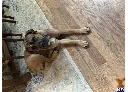 Cane Corso stud dog: a cane corso dog lying on the floor