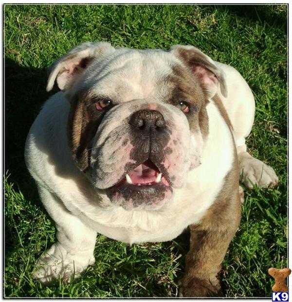 English Bulldog