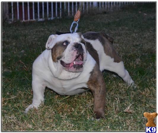 English Bulldog stud dog