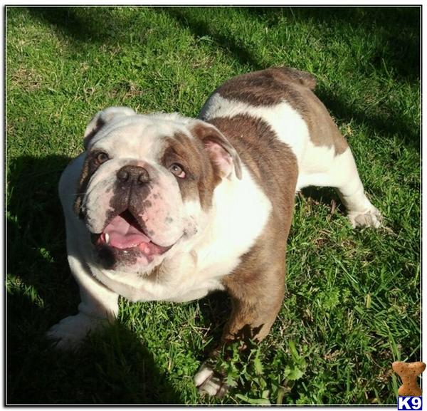 English Bulldog stud dog