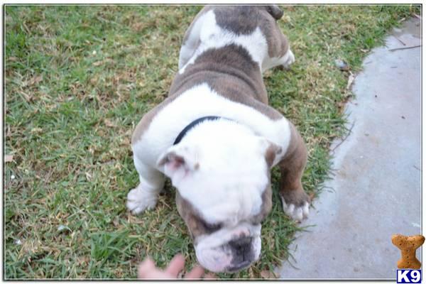 English Bulldog stud dog