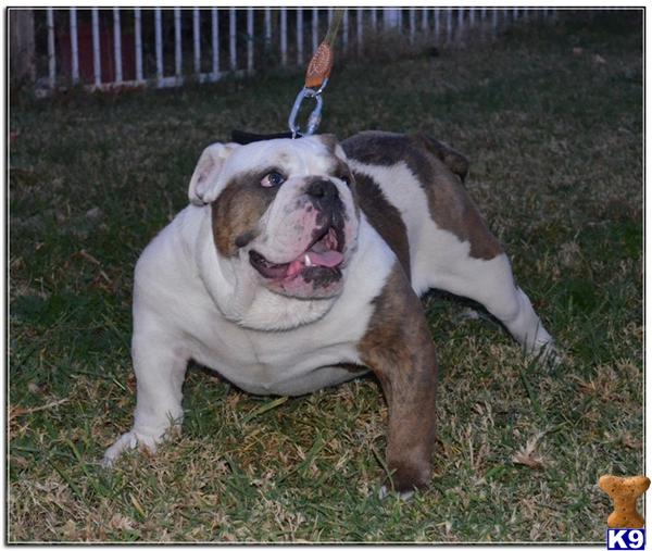 English Bulldog stud dog