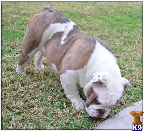 English Bulldog stud dog