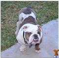 English Bulldog stud dog: Brindle and white English Bulldog standing on grass and concrete