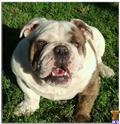 English Bulldog stud dog: English Bulldog with a white and brown coat sitting on grass