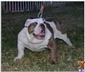English Bulldog stud dog: Brindle and white English Bulldog standing on grass, looking playful