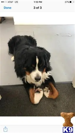 Bernese Mountain Dog stud dog