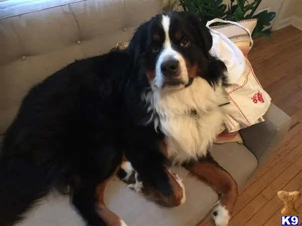 Bernese Mountain Dog stud dog