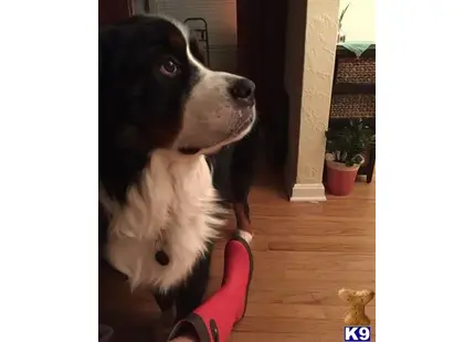 Bernese Mountain Dog