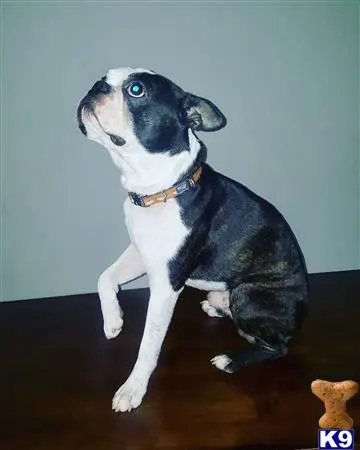 Boston Terrier stud dog