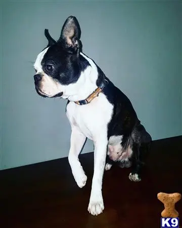 Boston Terrier stud dog