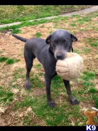 Labrador Retriever stud dog